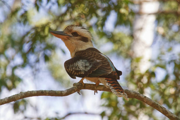 istock Australian wildlife bird kookaburra 1277932624