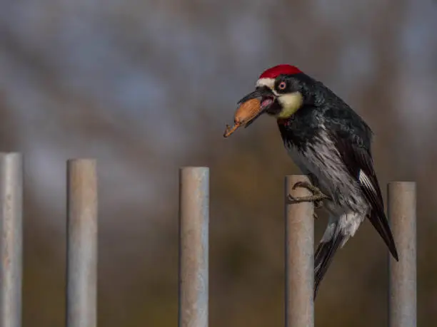 Acorn woodpecker on metal pole with acorn with stem