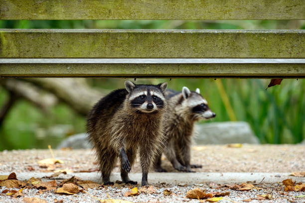 A Baby Raccoon eating a peanut. Washington state