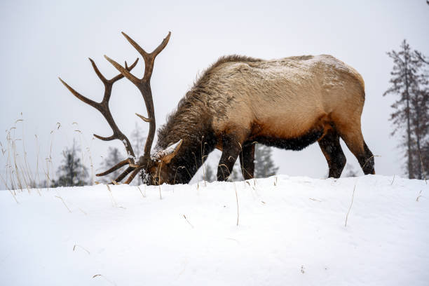 istock Wild Elk or also known as Wapiti (Cervus canadensis) in Jasper National Park, Alberta, Canada 1277935039