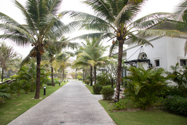 istock A white building with palm trees growing beside the road 1277935158