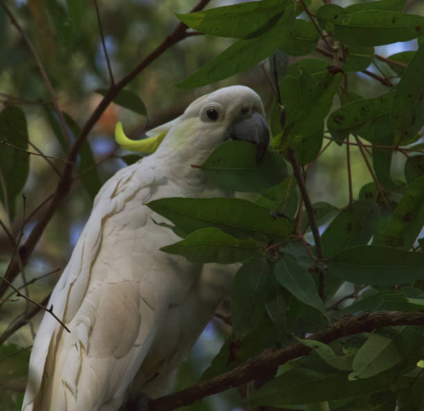 istock Australian wildlife bird white cockatoo 1277935332