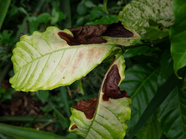 istock Anthracnose on the green leaf of Robusta coffee plant tree 1277939686