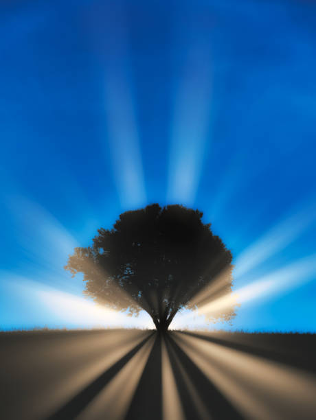 istock Rays of light coming behind silhouette of solitary tree 1277940012