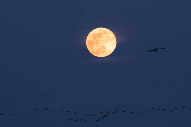 istock Fly the harvest moon in mid-autumn 1277940847