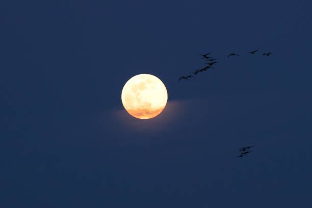 真秋に収穫月を飛ぶ - 月見 ストックフォトと画像