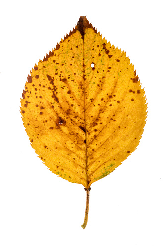 Cherry tree leaves on white isolated background.