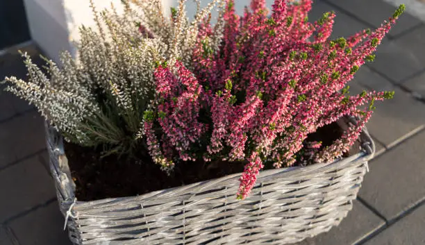decoration of white and purple erica plants at the entrance of a house