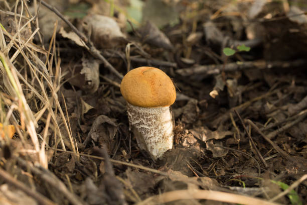 istock Harvesting forest mushrooms from ecologically clean places 1277944033