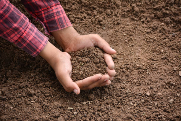 istock Hands holding soil in agricultural field 1277944648