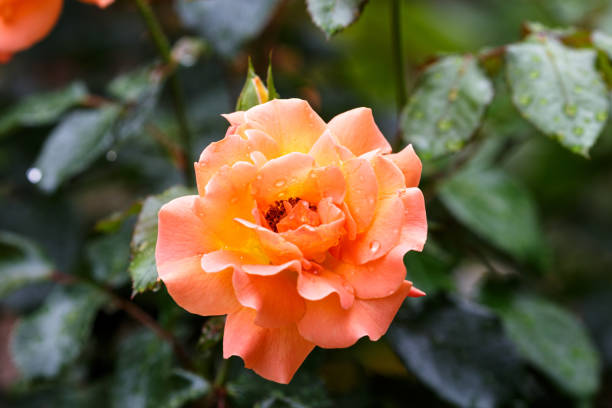 istock Blooming rose with water drops after rain 1277946632