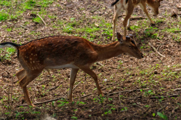 istock Young deer grazing on a green meadow 1277947414