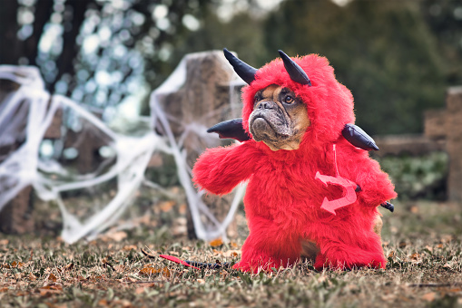 French Buldog dog wearing red Halloween devil costum with fake arms holding pitchfork, with devil tail, horns and black bat wings standing in front graveyard