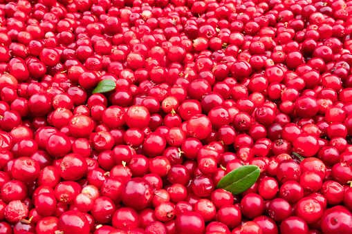 A perspective view of a surface completely covered with harvested red lingonberries. There are several green leaves. Background. Texture.