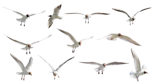 gliding isolated on white eleven seagulls photo of black-headed gulls isolated on white background seagull photos stock pictures, royalty-free photos & images