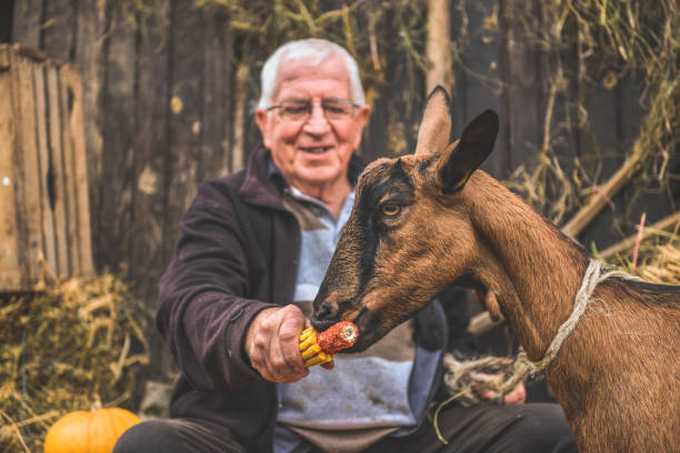 allevamento di capre - il formaggio di coltivatore foto e immagini stock