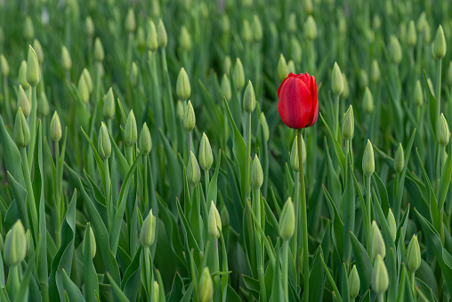A lonely red tulip among many green unopened buds on a spring morning