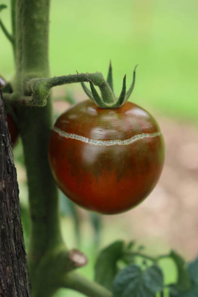 istock Rotten tomato on plant damaged by bad weather 1277954099