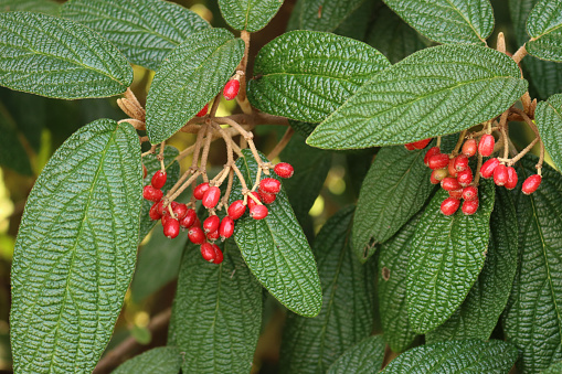 Viburnum rhytidophyllum with red berries on branch. Viburnum bush on autumn