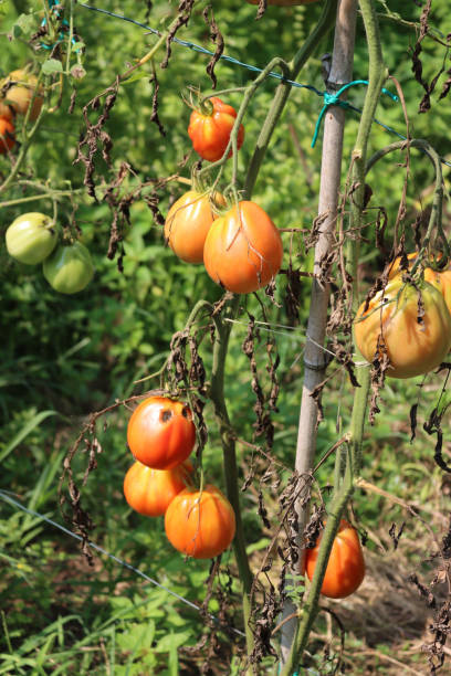 istock Red rotten tomatoes on plant in the vegetable garden 1277954177