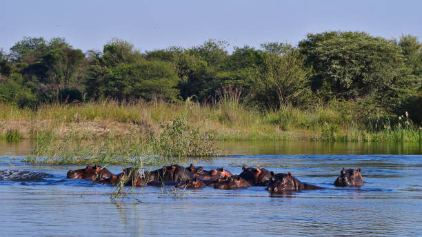 Group of hippos (hippopotamus, hippopotamus amphibius) enjoying the fresh water in Okavango river with bush land in background near Divundu in Bwabwata National Park. stock photo