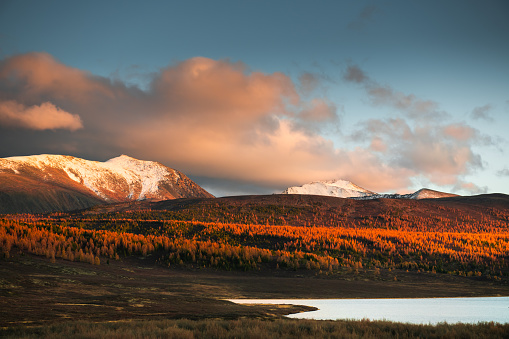 Ulagan highlands at sunset in Altai, Siberia, Russia. Yellow trees and snow-covered mountain peaks. Beautiful autumn landscape