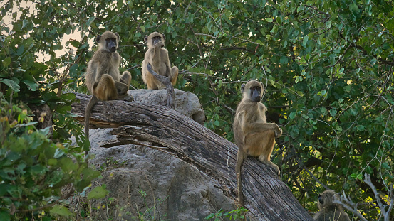 The yellow baboon (Papio cynocephalus) is a baboon in the family of Old World monkeys. The species epithet means \