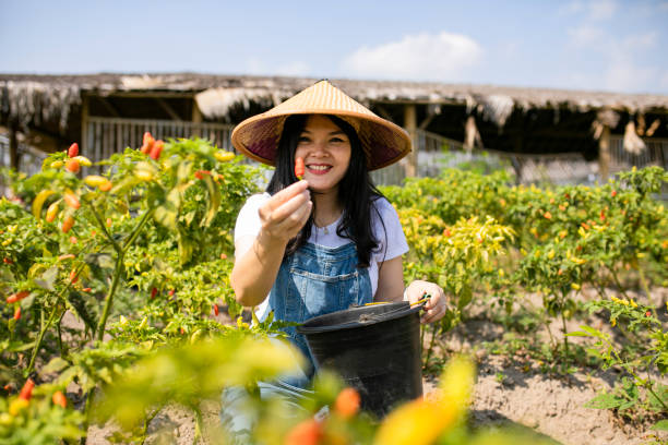 istock asian farmer in the chili field 1277955789