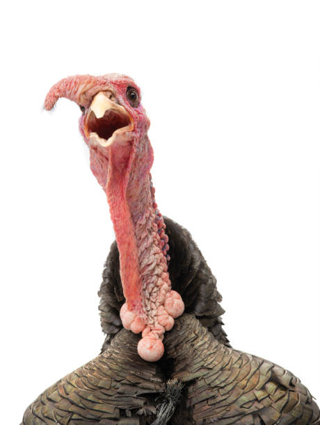 Turkey Funny Stock Photos, Pictures & Royalty-Free Images - iStock
