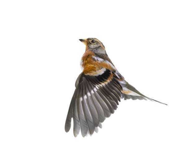 istock Brambling bird in flight isolated on white background. 1277957298