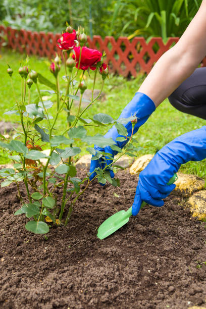 gardeners hands in blue gloves planting red roses in the ground in a garden, vertical - senior women rose women flower bed imagens e fotografias de stock