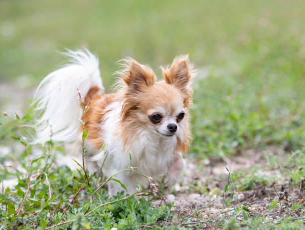 istock little chihuahua 1277957344