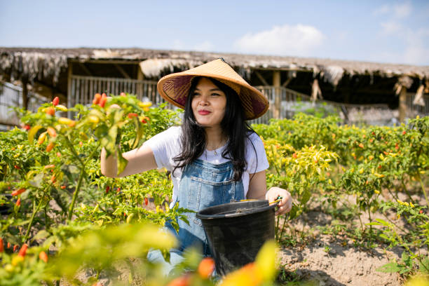 istock asian farmer in the chili field 1277957901