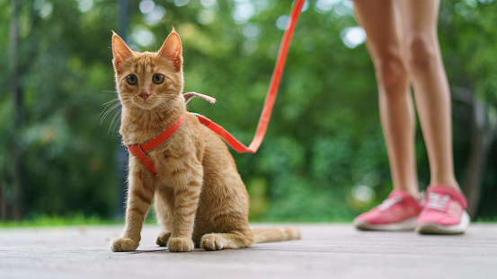 Portrait of the red kitten at the city street in summer day. Legs of a teenager girl-owner as background. Walking of a pet.