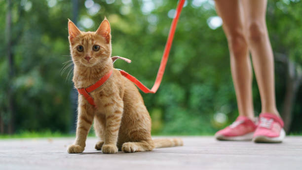 Portrait of the red cat Portrait of the red kitten at the city street in summer day. Legs of a teenager girl-owner as background. Walking of a pet. bridle photos stock pictures, royalty-free photos & images