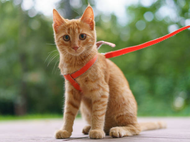istock Portrait of the red cat 1277958585