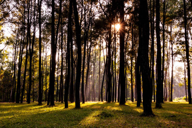 istock Sun shining through big trees in pine tree forest with orange rays of light. Green grass ground. Sunrise view in the forest. 1277958703