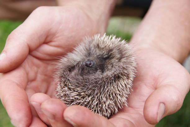istock Hedgehog in the man palms 1277959329