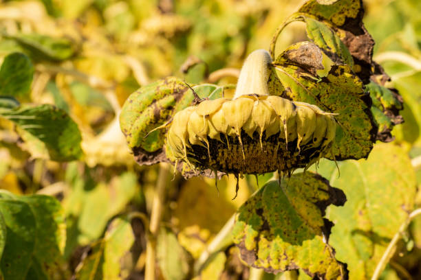 istock Ripe sunflower field 1277959386