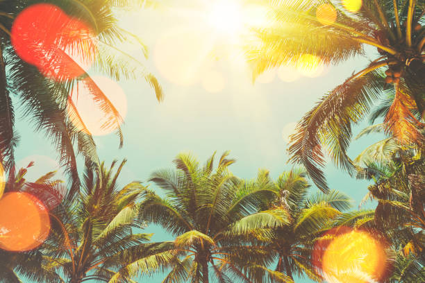 istock Copy space of silhouette tropical palm tree with sun light on sunset sky and cloud abstract background. 1277959615