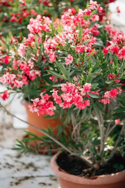 Photo of Oleander bush in brown flowerpot with shallow depth of field.