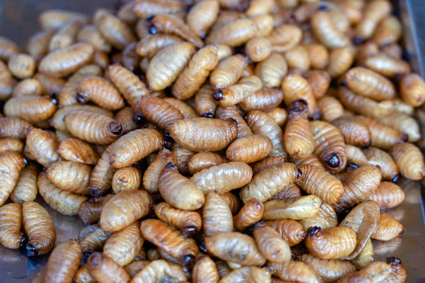Fried silk worms delicious in street food in Thailand. Close up Fried silk worms delicious in street food in Thailand. They are deep fried until reaching a complete state of crispness, heavily salted, and eaten as a protein enriched snack. fried insects for snack thai food at market stock pictures, royalty-free photos & images