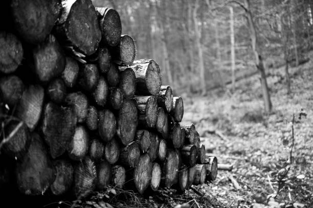 Wood Stakes