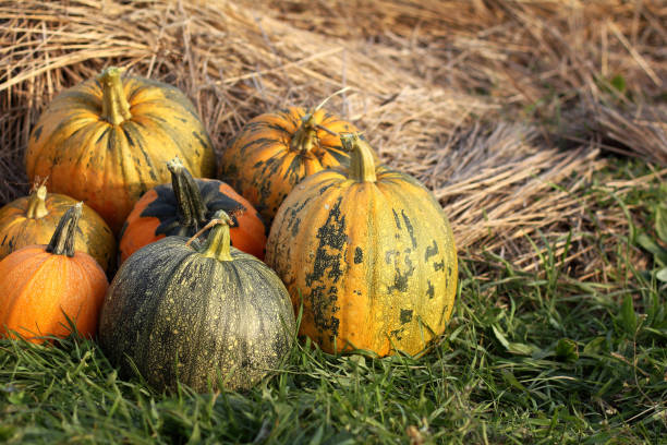 istock harvest festival atmosphere 1277961167
