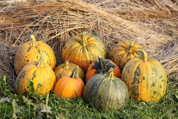istock autumn harvest of vegetables 1277961186