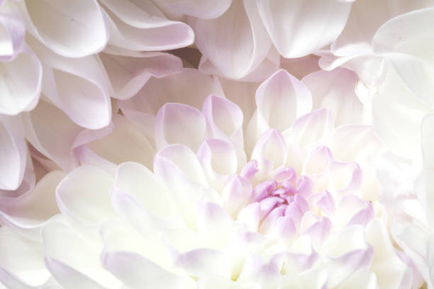 istock White flower dahila with purple and violet accent 1277961345