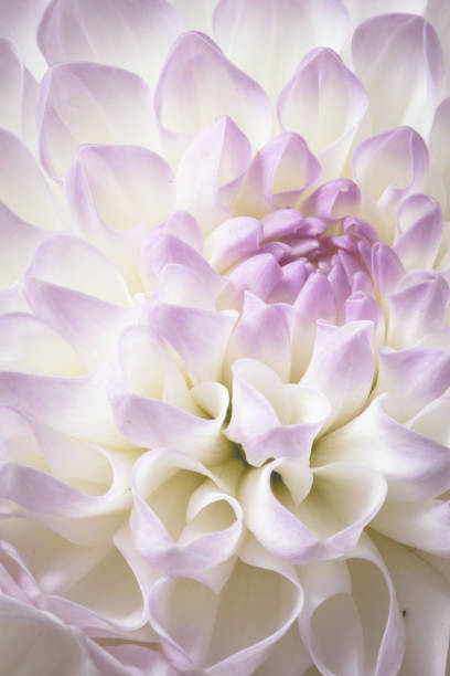 istock White flower dahila with purple and violet accent 1277961353