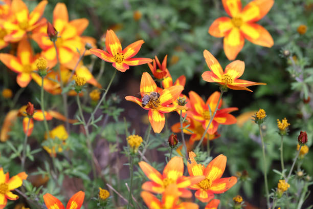 Vesps and bees in closups in orange yellow blossoms in Germany in summer