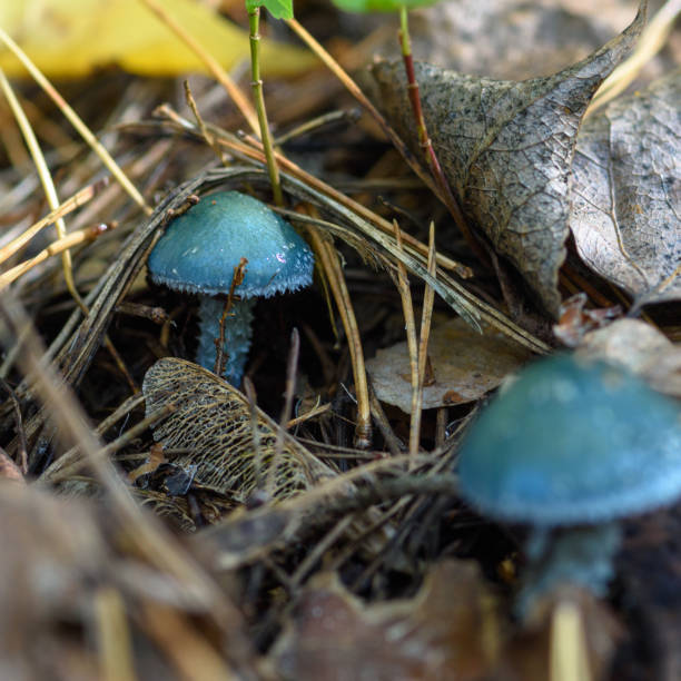 istock Mushroom in the grass close up 1277962827