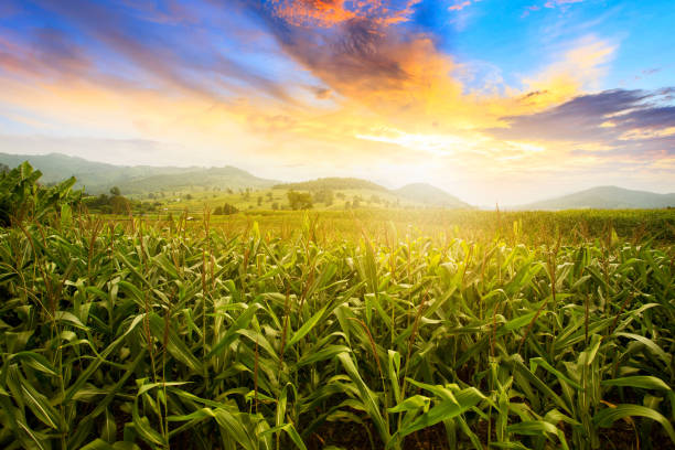 istock Corn field. Beautiful morning sunrise over the corn field 1277962883